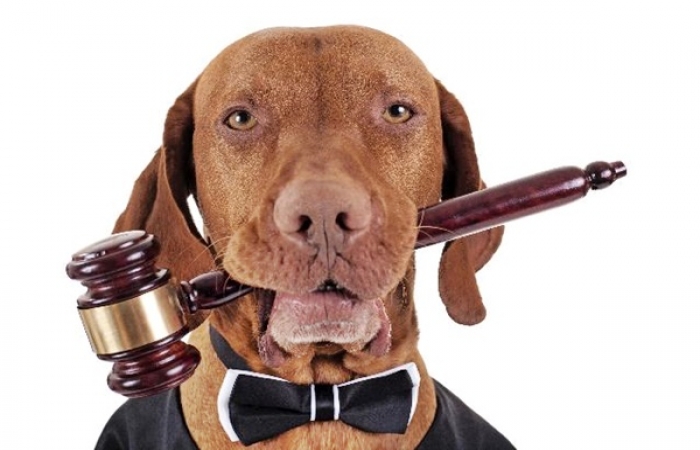 Aprovado o Projeto de Lei contra maus-tratos a animais em âmbito municipal!